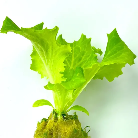 25*25*40mm Rockwool Cubes Cultivation Hydroponic Rock Wool Plant Cube for Lettuces Seeding