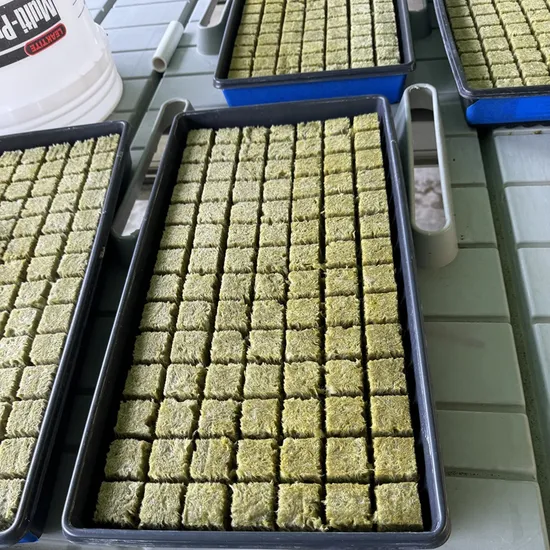 Sustainable Agriculture Tomato Seedlings Planting Cubes Hydroponics Rock Wool